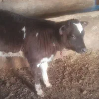 گوساله نر سه ماهه