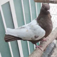 کبوتر|پرنده|اردکان, |دیوار