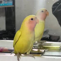 طوطی برزیلی