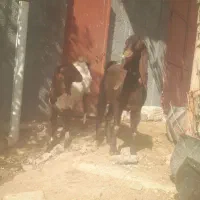 دوعدد بز پاکستانی نرو ماده|حیوانات مزرعه|دهگلان, |دیوار