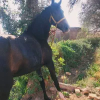 کره اسب کرد