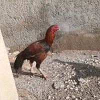 تخم مرغ|حیوانات مزرعه|کرمانشاه, |دیوار