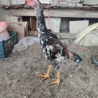 جوجه خروس لاری اصل 7 ماهشه تضمینی