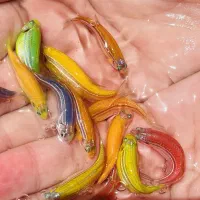 ماهی زینتی گیاهخوار کوثر|ماهی|مشهد, کوثر|دیوار