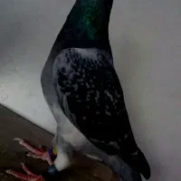 کبوتر پلاکی