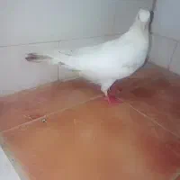 کفتر
