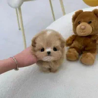 سگ نیه مال (خانه داخل شهر)