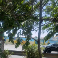 استخدام معلم خصوصی ابتدایی