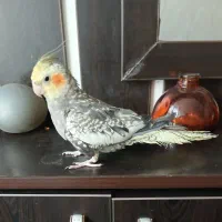 پرنده دستی|پرنده|شیراز, شهرک پرواز|دیوار
