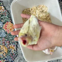 جوجه عروس هلندی