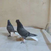 جوجه کفتر سبز دم سفید