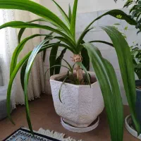 سوسن عنکبوتی
