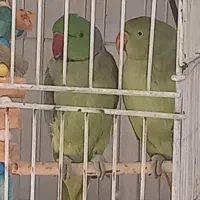 یه جفت طوطی ملنگو مولد موعظه دارم .