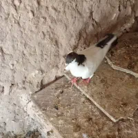 دو تا کفتر پرشی