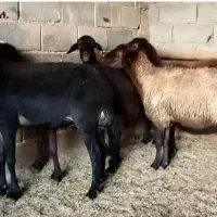 گوسفند، میش داشتی گله گرد