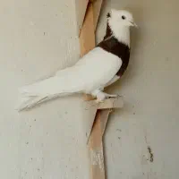 کبوتر طوقی