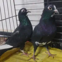 جفت پلنگ|پرنده|زرند, |دیوار