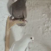 دو عدد کبوتر نر