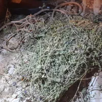 فروش یونجه تازه گل کرده