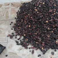 انجیر ضایعاتی