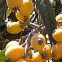 فروش درخت پالم واشنگتن و درخت ازگیل ژاپنی|گل و گیاه طبیعی|رویان, |دیوار