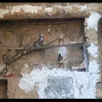 پرنده|پرنده|نورآباد ممسنی, |دیوار