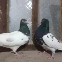 8تاکبوتر رنگه هوایی|پرنده|مشهد, آزادشهر|دیوار