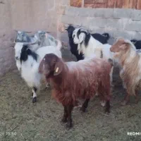 بزغاله بز میش قوچ بره