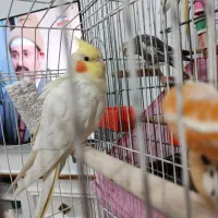 عروس هلندی گمشده