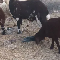 قوچ میش بز|حیوانات مزرعه|تربتحیدریه, کوی شهید احمدزاده ملکی|دیوار