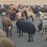 میش داشتی جوان سرحال|حیوانات مزرعه|کرچمبو, |دیوار