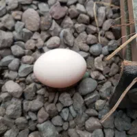 تخم مرغ محلی|حیوانات مزرعه|رودبنه, |دیوار