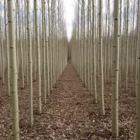 از هر نهال صنوبـر 400 تا 600 کیلوگرم چوب برداشت کن