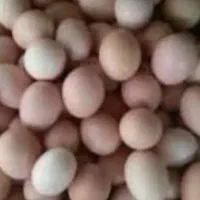 تخم مرغ محلی