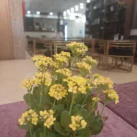 هتل آپارتمان سامرا با صبحانه ناهار شام نفری ۸۵۰