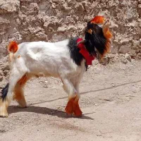 دوبور گرم گرم داشتی گله داری نمونه تخمی