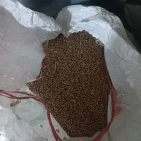 گندم و ماشک تمیر و عالی|خدمات باغبانی و درختکاری|چرام, |دیوار