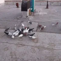 تعدادی کبوترپرشی همجوره
