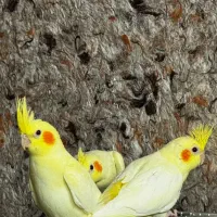 جوجه عروس هلندی نژاد کینگ