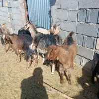 بزغاله الپاین