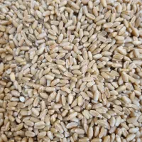 گندم ابی تمیز بوجارشده بدون اشغال طبق عکس