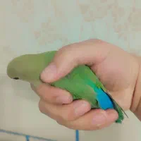 طوطی برزیلی|پرنده|دزفول, |دیوار