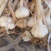 سیر  ارگانیک  دانه درشت
