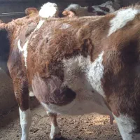 گاو سیمینتال ابستن|حیوانات مزرعه|نقده, |دیوار