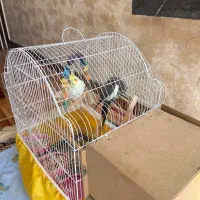 فروش عروس هلندی نر و ماده