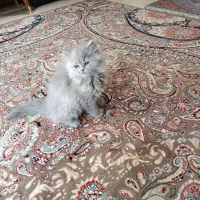 واگذاری  گربه بریتیش نر ۴ماهه|گربه|میبد, |دیوار