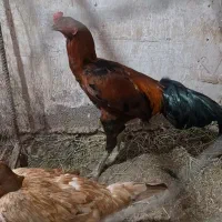 خروس