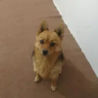 سگ یک سال نیم اروم بازیگوش