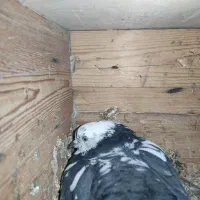 کبوتر|پرنده|اسلامآباد غرب, |دیوار