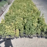 شمشاد طلایی نوزده تومن